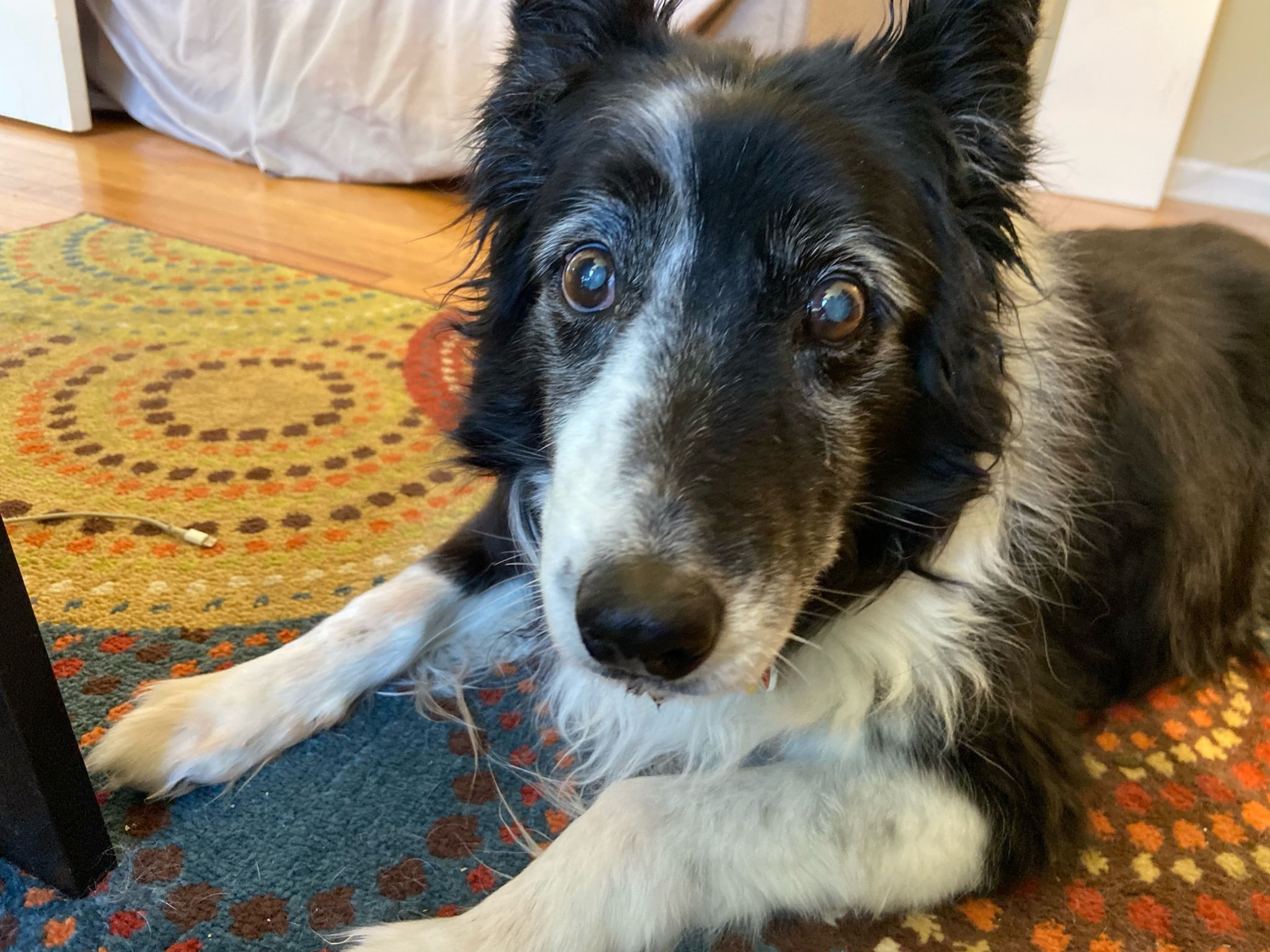 Stevie, a border collie, laying on the floor