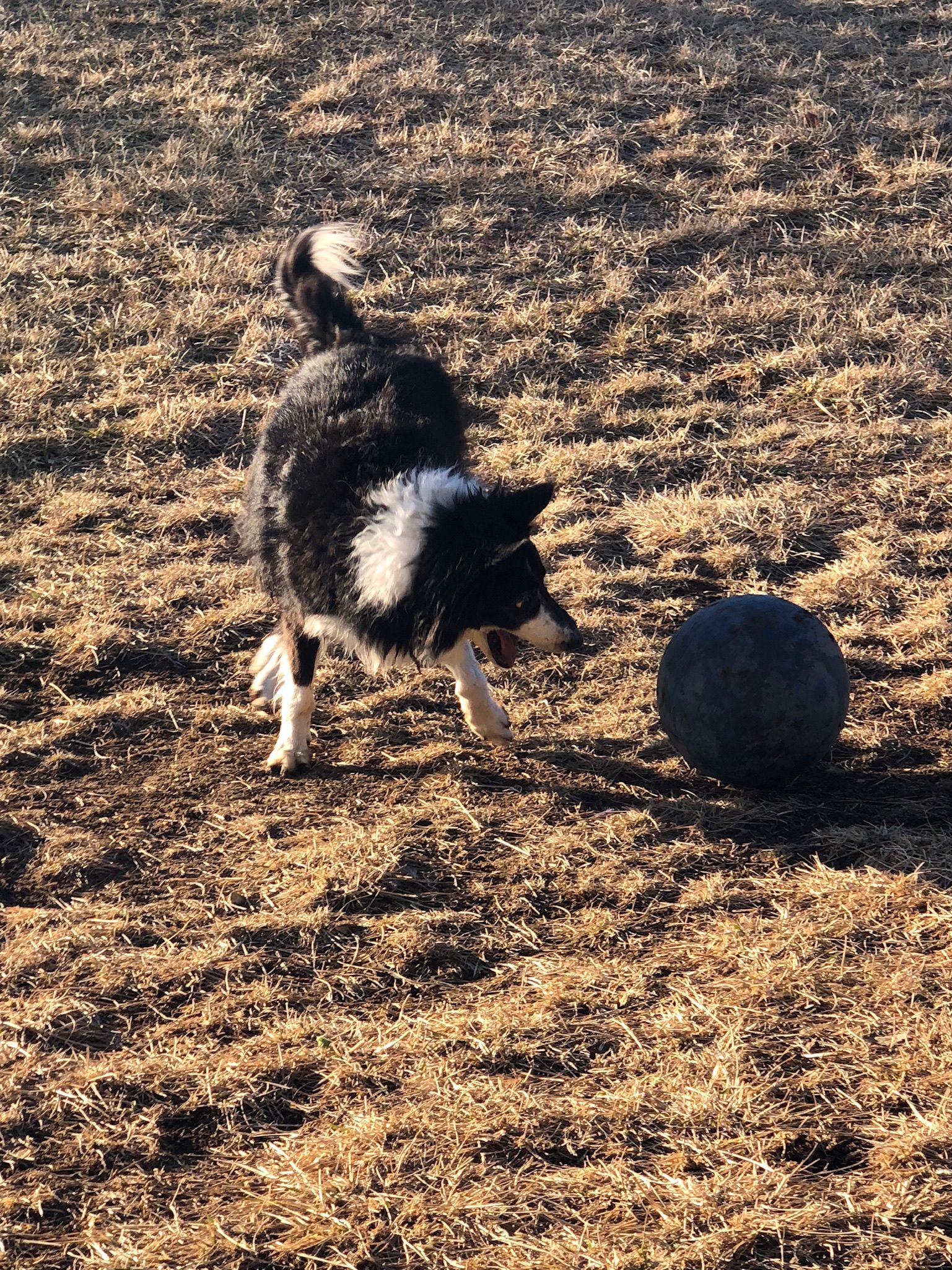 Stevie, a border collie, playing with a blue ball