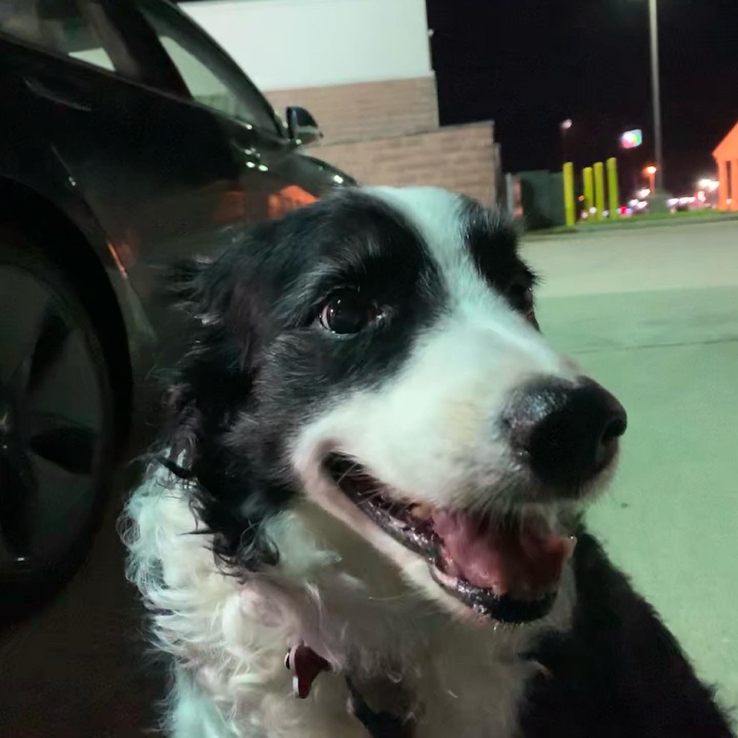 Buddy, a border collie, sitting in a parking lot at night