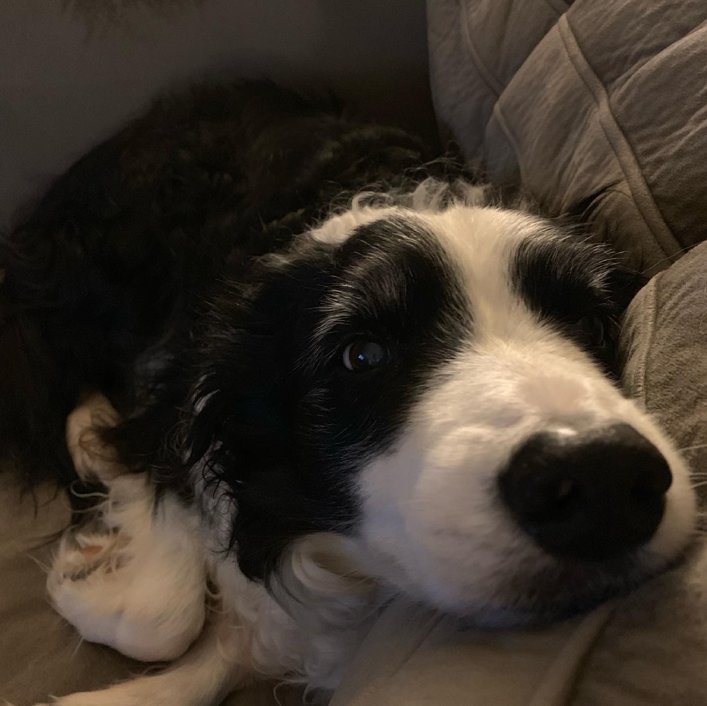 Buddy, a border collie, laying on a couch, looking at the camera